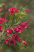 Rosemary grevillea (Grevillea rosmarinifolia)