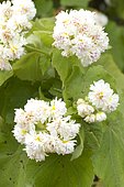 Double-flowered African hemp (Sparrmannia africana 'Flore Pleno')