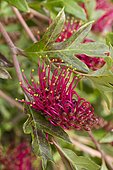 Gaudichaud's grevillea (Grevillea x gaudichaudii)