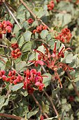Pilose grevillea (Grevillea pilosa)