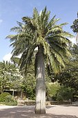 Chilean wine palm (Jubaea chilensis)