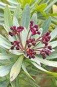 purple-flowering tabaiba (Euphorbia atropurpurea) flowers