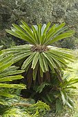 sago palm, sago cycad (Cycas revoluta)