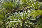 Sago palm, sago cycad (Cycas revoluta)