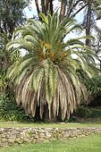 Canary Island date palm (Phoenix canariensis)