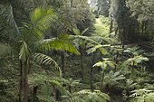 Australian tree fern (Cyathea cooperi) (Cyathea cooperi)