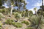 thread-leaf agave (Agave filifera), beaked yucca (Yucca rostrata), jardins du Rayol, Var, France