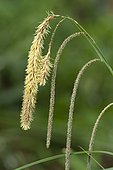 Pendulous sedge (Carex pendula)