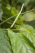 Tree pepper (Piper arboreum)