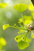maidenhair tree young ovules (Ginkgo biloba)