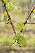 Young grape vine shoot (Vitis vinifera) Bernardswiller, Bas-Rhin, Alsace, France
