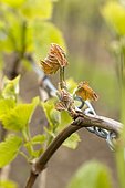 Young frozen grape vine shoot (Vitis vinifera) Bernardswiller, Bas-Rhin, Alsace, France