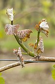 Young frozen grape vine shoot (Vitis vinifera) Bernardswiller, Bas-Rhin, Alsace, France