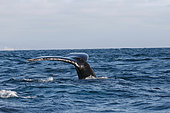 Caudal fin of Humpback whale (Megaptera novaeangliae) Adult diving, September, Ecuador