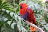 Eclectus Parrot (Eclectus roratus) female adult perched observing, New Guinea
