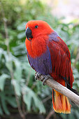 Eclectus Parrot (Eclectus roratus) female adult perched observing, New Guinea
