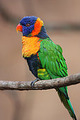 Red collared Lorikeet (Trichoglossus rubritorquis) adult perching observing Australia