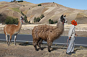 Child guiding Lamas near a farm, Western Cordillera, September, dry season, Ecuador