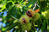 Sweet chestnut (Castanea sativa) Chestnuts in their husk on the tree, Illfurth, Haut-Rhin, Alsace, France