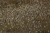 Harestail grass (Lagurus ovatus), Ploemeur, Morbihan, Bretagne, France