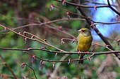 Greenfinch (Carduelis chloris) on a branch, Illfurth, Haut-Rhin, Alsace, France