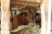 Vosgienne Cow at the stable, Ecomuseeum d'Alsace, Ungersheim, Haut-Rhin, Alsace, France
