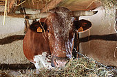 Vosgienne Cow at the stable, Ecomuseeum d'Alsace, Ungersheim, Haut-Rhin, Alsace, France