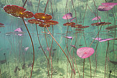 White or pink water lily (Nymphaea alba - Nymphaea rosa), Lake Jura, France