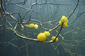 Ophrydium (Ophrydium versatile) on submerged branches, Lac du Jura, France