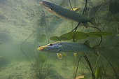Big Pike (Esox lucius) in its environment, Lake of the Jura, France