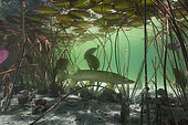 Underwater landscape and lake atmosphere, Pike (Esox lucius) under the Nympheas, Lake of Jura, France