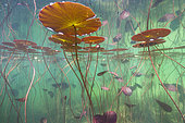 Water lilies (Nymphaea sp.) in a lake, Jura, France