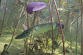 Big Pike (Esox lucius) in its environment, Lake of the Jura, France