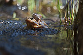 European frogs (Rana temporaria) on their eggs, Lake Jura, France
