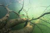 Young European Perchs (Perca fluviatilis) in their aquatic environment, Lac du Jura, France