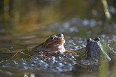 European frogs (Rana temporaria) on their eggs, Lake Jura, France