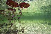 Underwater landscape and lake atmosphere, Lac du Jura, France