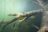 Young European Perchs (Perca fluviatilis) in their aquatic environment, Lac du Jura, France