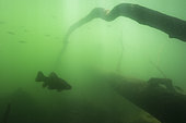Underwater landscape and lake atmosphere, Tench (Tinca tinca) in silhouette, Lake of the Jura, France