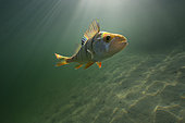 European perch (Perca fluviatilis) in its aquatic environment, Lac du Jura, France