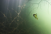 Young European Perch (Perca fluviatilis) in its aquatic environment, Lac du Jura, France