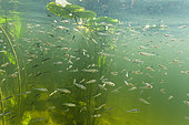 European Perch (Perca fluviatilis) fry in their environment, Lac du Jura, France