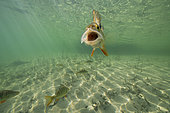 European Perch (Perca fluviatilis) in their aquatic environment, Lac du Jura, France