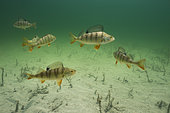 European Perch (Perca fluviatilis) in their aquatic environment, Lac du Jura, France