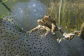 Common toads (Bfo bufo) on European frog (Rana temporaria) lakes, Lac du Jura, France