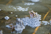 European frog (Rana temporaria) on its eggs, Lake of the Jura, France