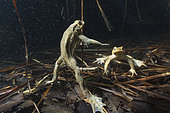 Common toads (Bufo bufo) in their aquatic environment, Lac du Jura, France