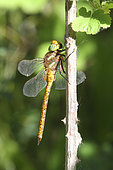 Norfolk Hawker (Aeshna isoceles) on bramble, Gorges du Verdon, France