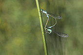 Blue-tailed damselfly (Ischnura elegans) mating on a Rush