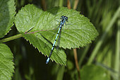 Azure damselfly (Coenagrion puella) on a leaf